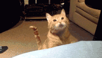 tu1.gif
