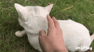 tu16.gif