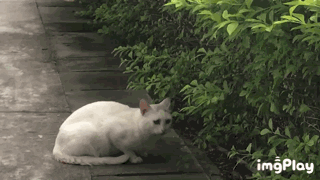 tu18.gif