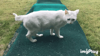 图19.gif